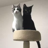 みょちゃむ 会員画像