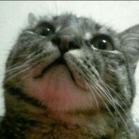 くっしぃ 会員画像