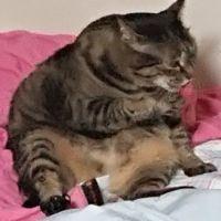 かぷちゃん 会員画像