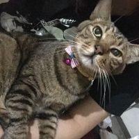 まぐろのおすし