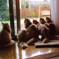 びびにゃん 会員画像