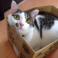 ニャムたろう 会員画像