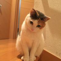 りこにゃんこ 会員画像