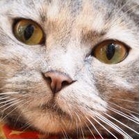 アイダヨー 会員画像