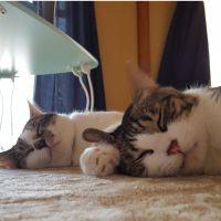 幸ノ条 颯ノ丞 会員画像