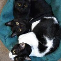 はらぽよ 会員画像