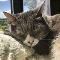 アラスカリンクス 会員画像