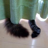 nyankote 会員画像