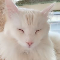 さやかまちょ 会員画像