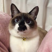 ちびむた 会員画像