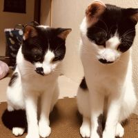 ふくうり 会員画像