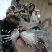 とよたまさん