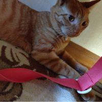 ちゃお♪さん