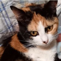 もらもら 会員画像