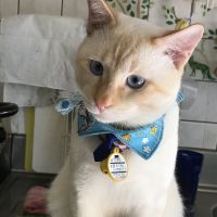 ピースくん 会員画像
