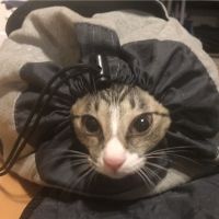 キジシロこむぎ 会員画像