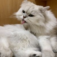 会員画像