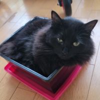 とまさんママ 会員画像