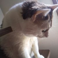 ゆめ猫さん