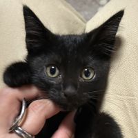 猫の幼稚園さん