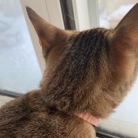 カノンニャンさん