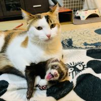 中島つくねさん