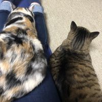 エルカトル 会員画像