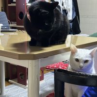 黒猫大好きさんさん