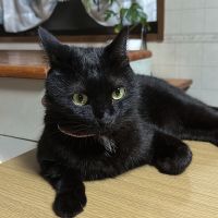 黒猫大好きさんさん