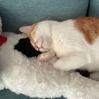 せばすちゃん 会員画像