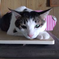 猫美ニィーゴ 会員画像