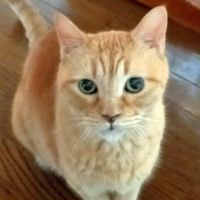 ねこばなさん
