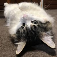 れおの母ちゃん