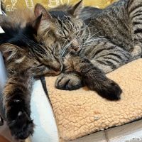 たまごぼーろさん