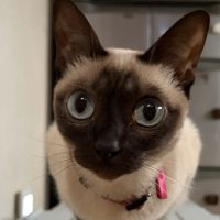 トンキニーズさん