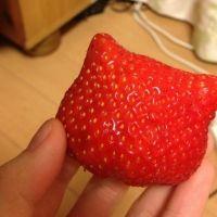 お燐 会員画像
