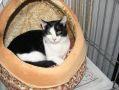 猫 会員画像