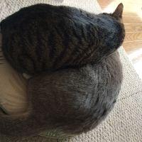 たまはな 会員画像