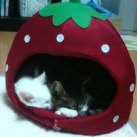 なべねこなべ 会員画像