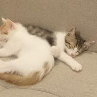 キャット忍伝 会員画像