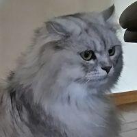 たまちゃあ 会員画像
