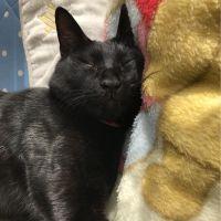 あーみ猫 会員画像