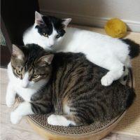 うさぽんた 会員画像