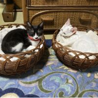 みきゃんちゃん 会員画像