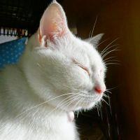 ちょこのすけ 会員画像