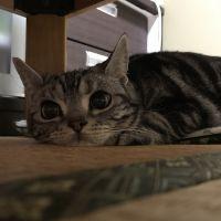 つもり 会員画像