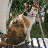 みぃーこちゃん 会員画像