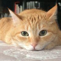 こにゃ08 会員画像