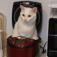 ねこがねころぶ 会員画像