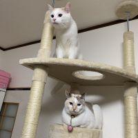しんすけ。 会員画像